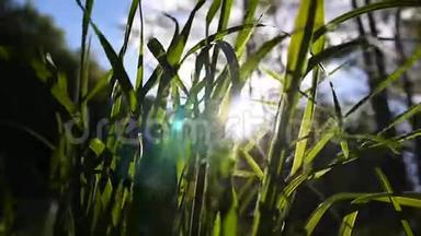 青草镜头宏观阳光透过树叶照射出美丽的春天背景. 视频关闭静态摄像机。